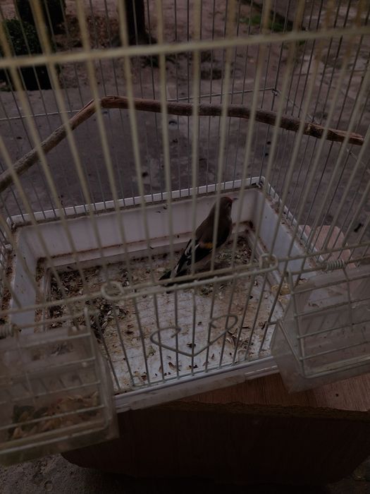 Норчи сава куш сотилади. Седоголов