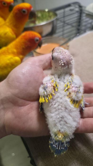Papagali SunConure