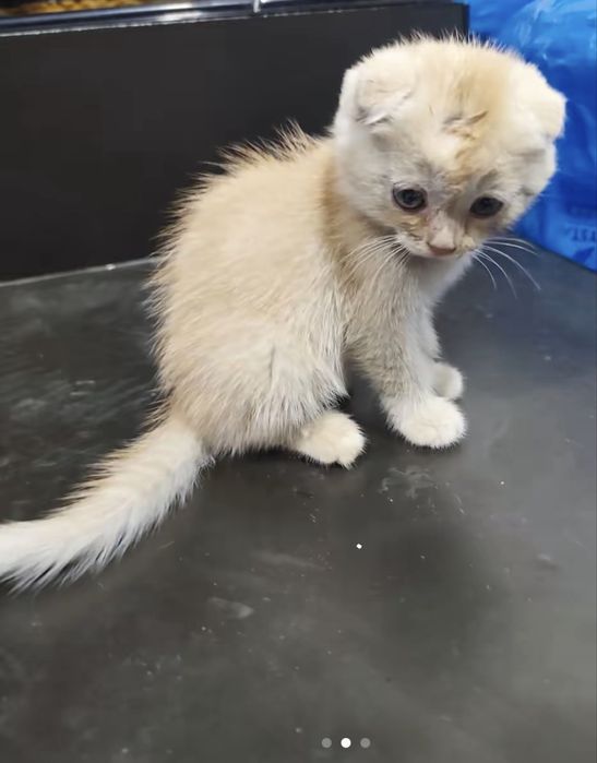 Продается котята и кошка