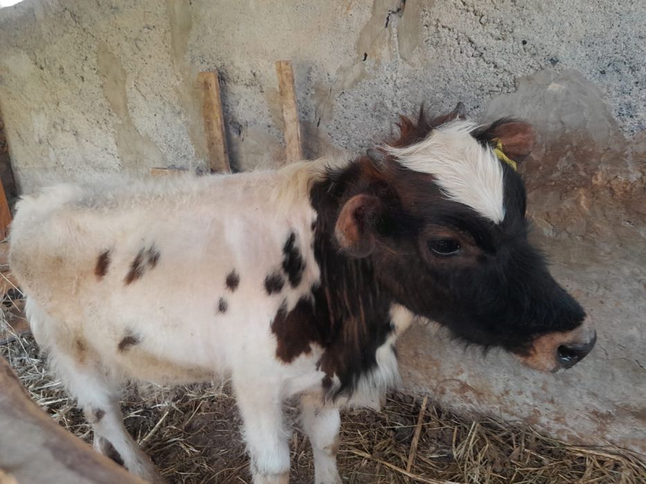 Ургашы баспак сатылады