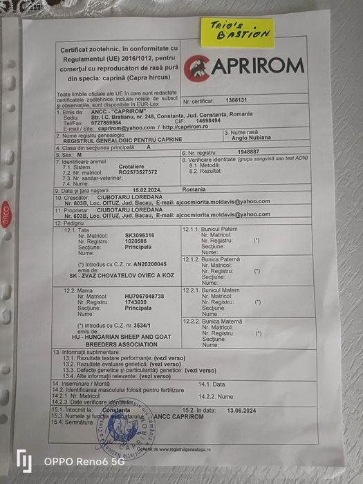 Vând tap  anglonubian