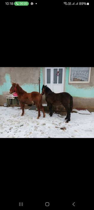 Manzi și o mânzat de vanzare