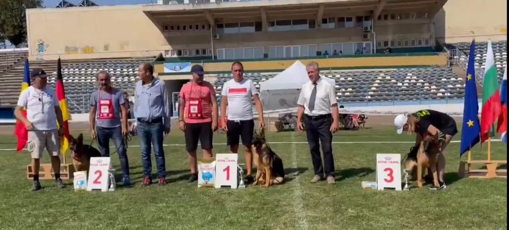 Femela ciobanesc german cu pedigree TOP