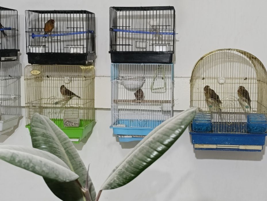 Певчие канарейки