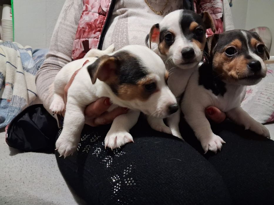 Джак ръсел гр Баня!