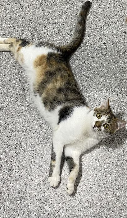 Отдам кошечку в добрые руки