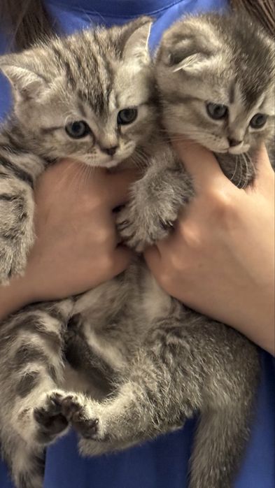 Вислоухие котята