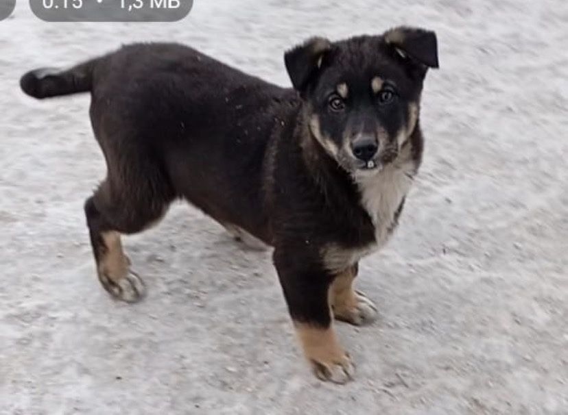 Отдам щенка ( девочку)в добрые руки