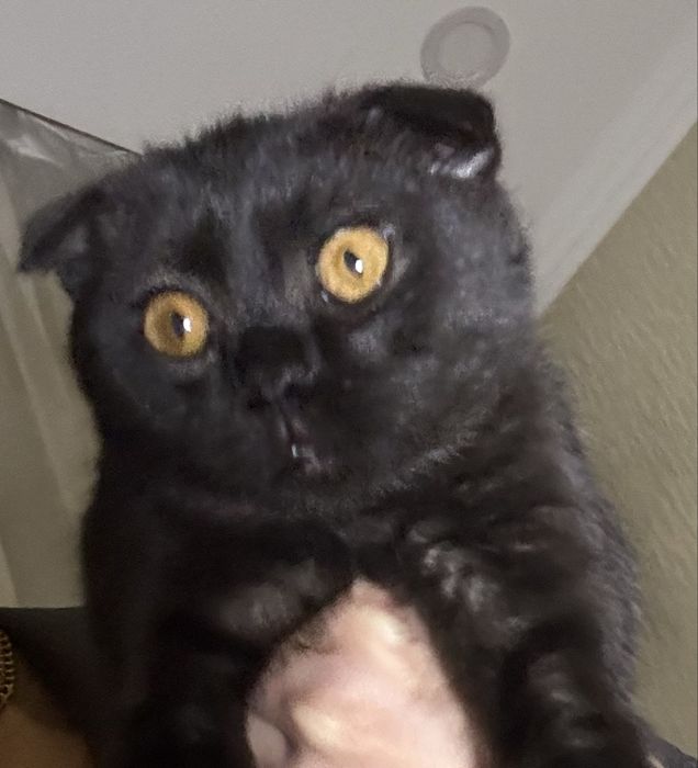 Скотиш фолд черный с белым пятнышком