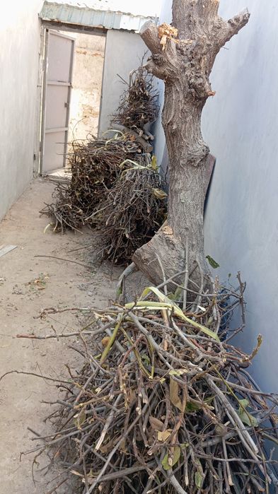 Дрова от  урюка...