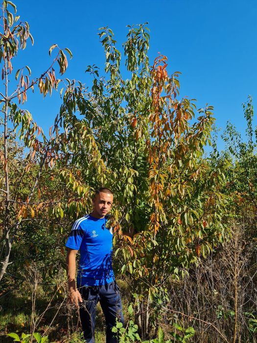 Tuia smaragd,mesteacăn, platan,prunus,artar,Plop,brazi