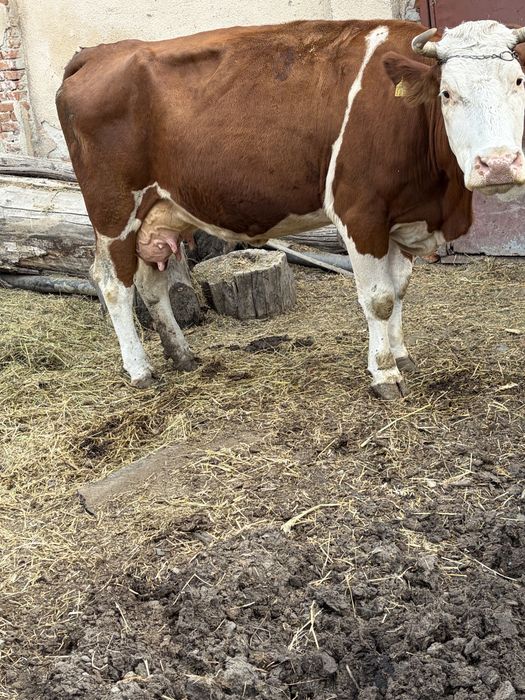 Vaca de vanzare