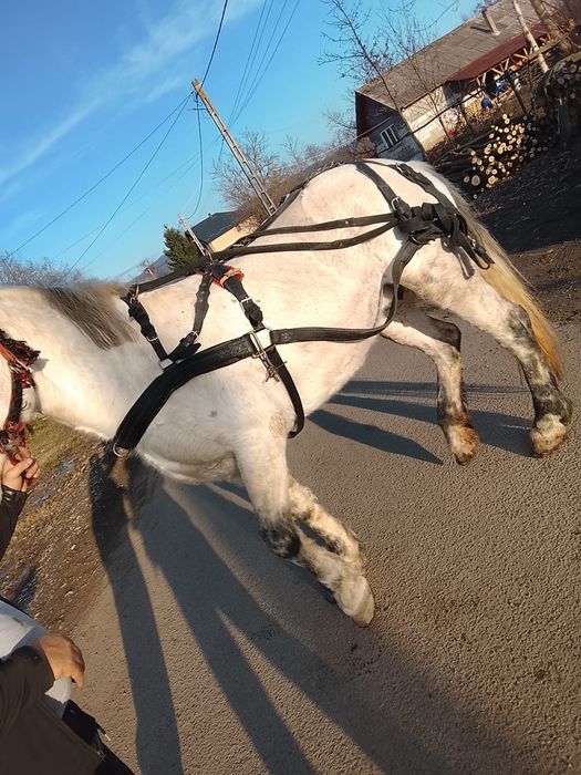 Iapa de vânzare forte blândă mai multe detalii în privat