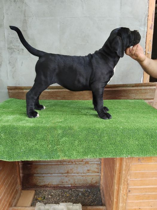 Cane Corso Italiano