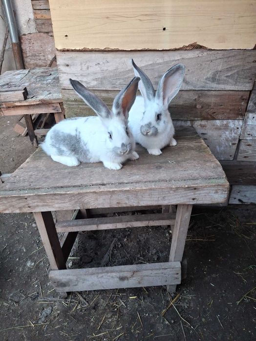 Продавам эайци от добри родители