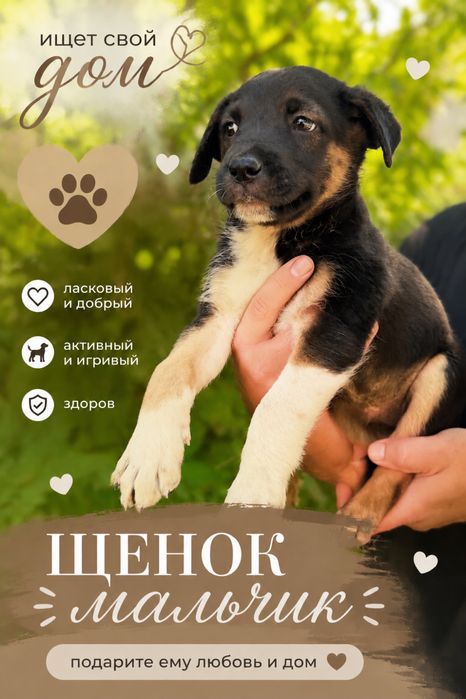 Очень нужен дом щенкам