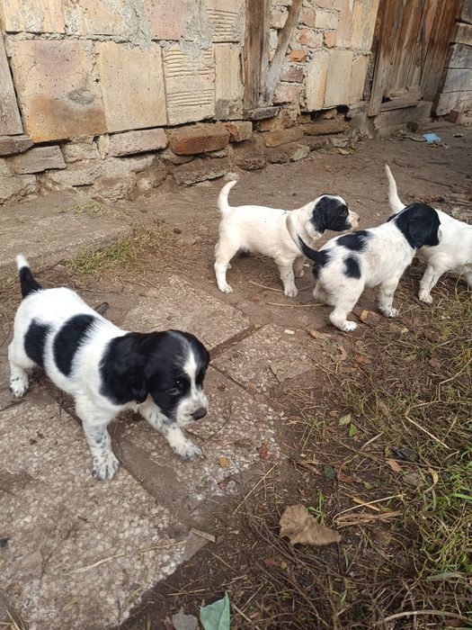 Английски сетер чистокръвни