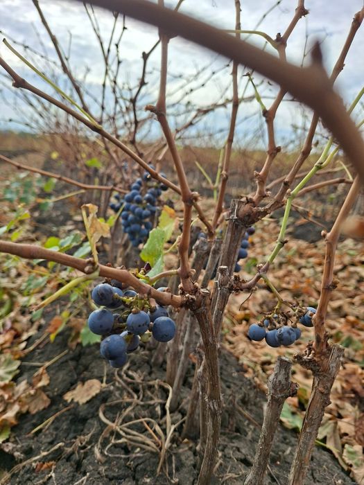 Vând Butași viță de vie Altoita și Hibrida anul 2 și 3 direct de la PR