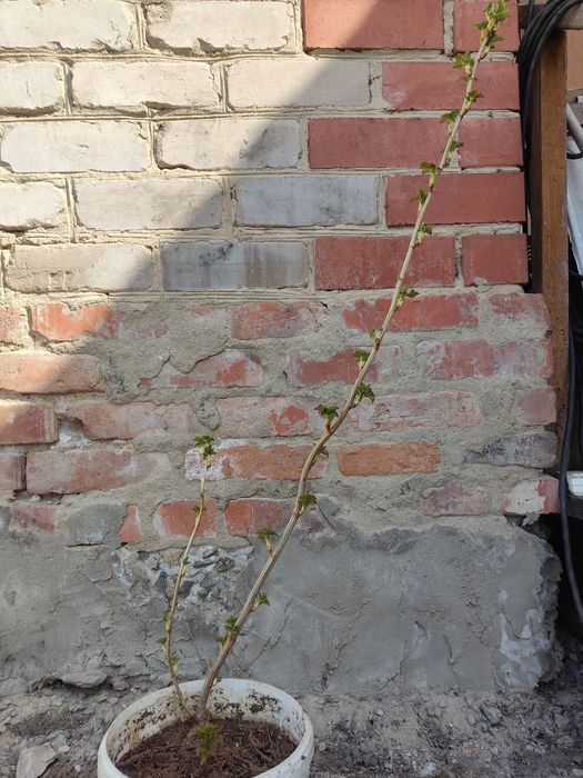 Продам саженец чёрной смородины