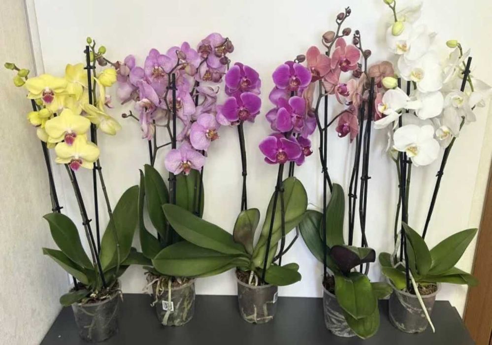 Цветущая орхидея Фаленопсис