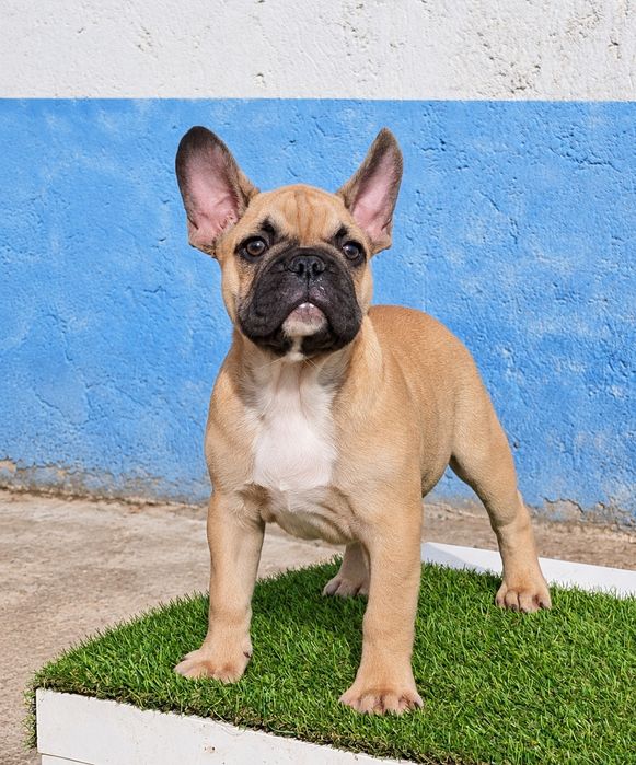 Mascul auriu Bulldog Francez