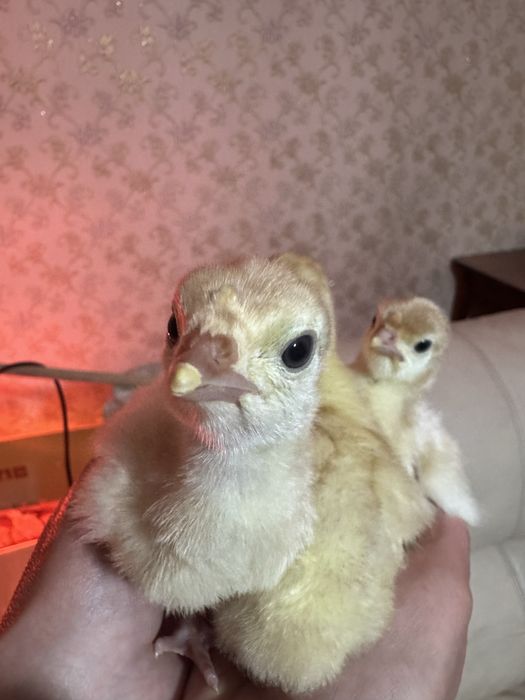Продам индюшат хайбрид и бронза