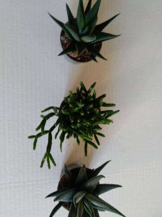 Кактус кактус --