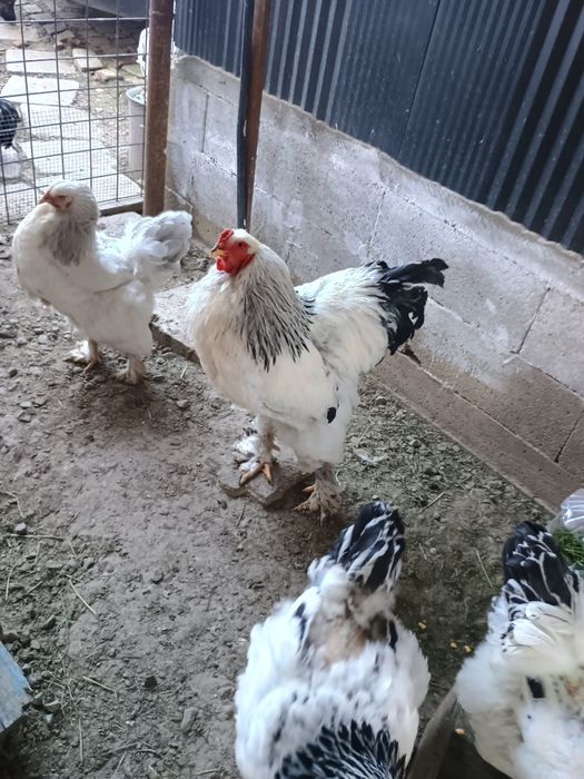 Puișori brahma herminat