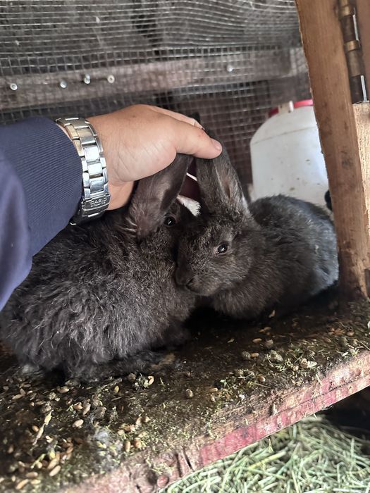 Продам кроликов