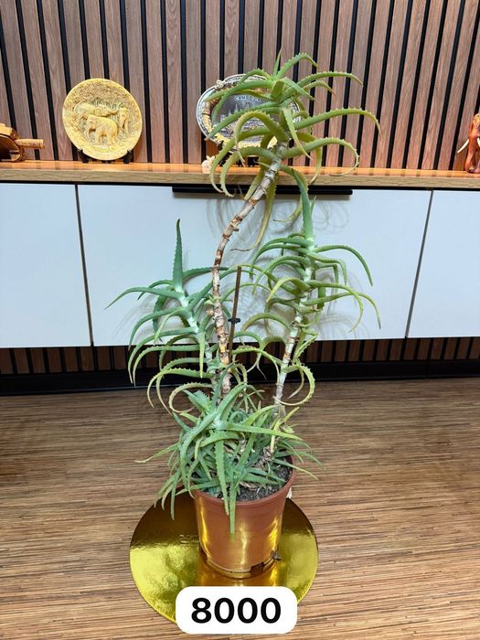 Продам комнатные цветы