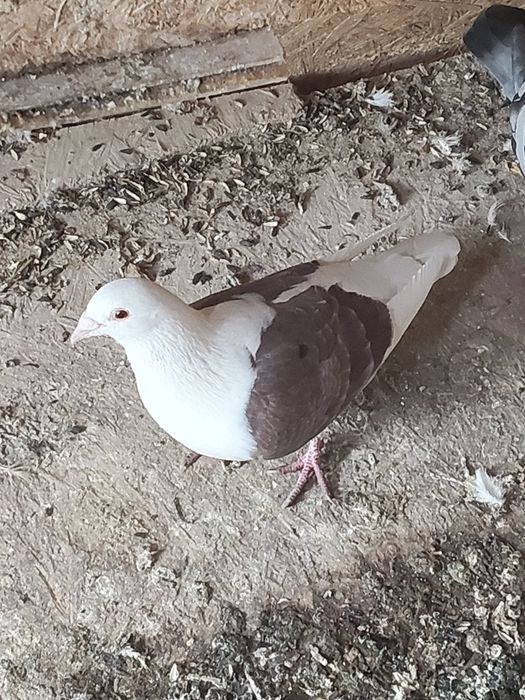 Porumbei voiajori căpăciți