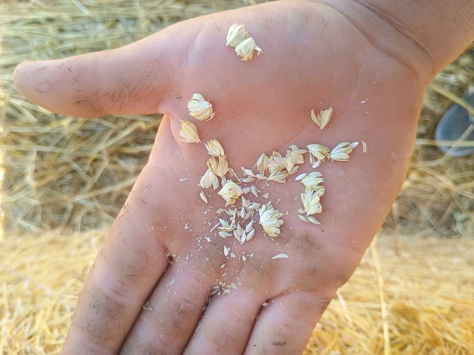 Рулонни бали ПРОСО със зърното