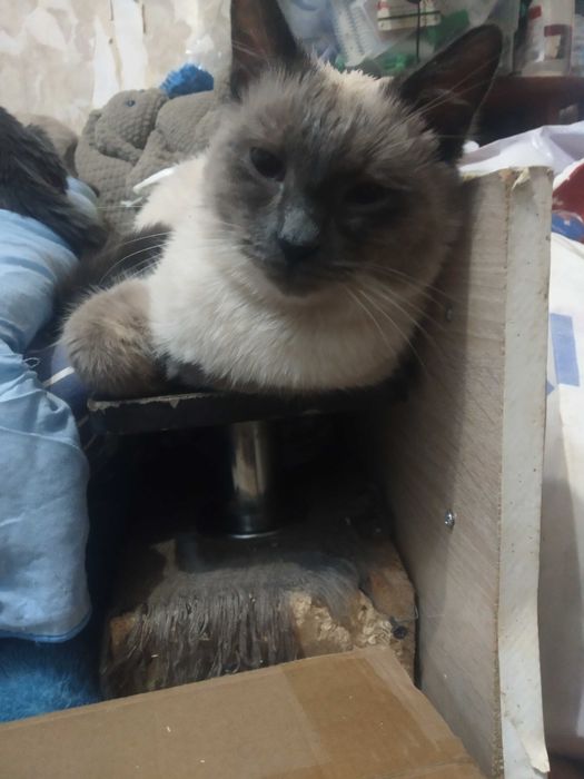 Тайские,подростки котятки