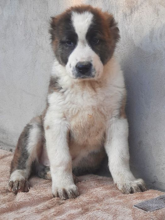 Шикарные мощные кобели Алабач