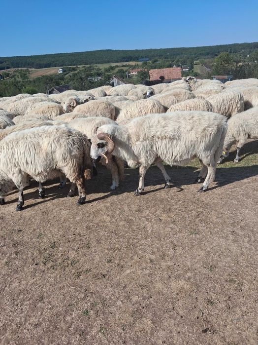 Vand 2 berbeci buni de monta !