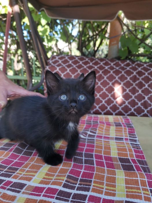 Котенок бесплатно