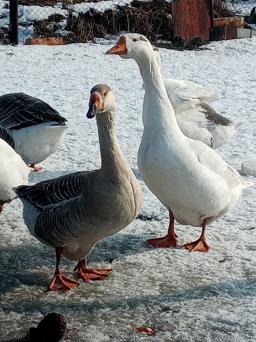 Продам молодых гусей