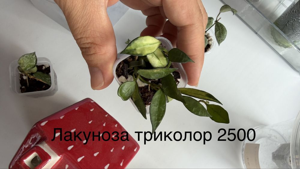 Хойи ии дисхидии