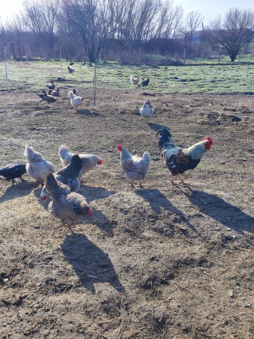 Яйца за люпене от катунски кокошки