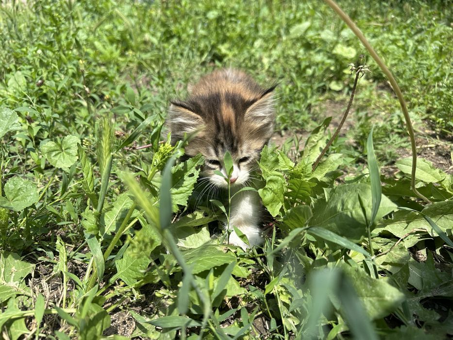Отдам котят в добрые руки