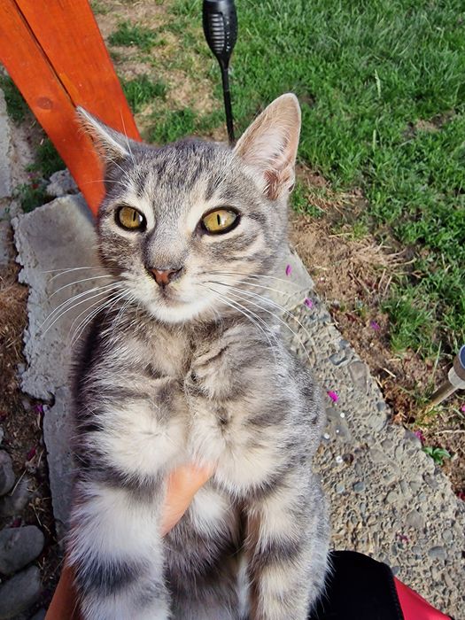 Ofer spre adopție doi pisici iubitori