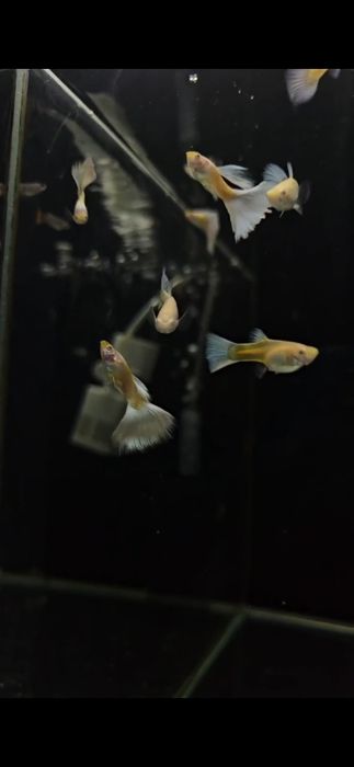 Гуппи платина чистая линия