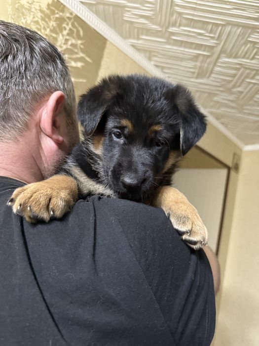 Продается щенок немецкой овчарки ( девочка)