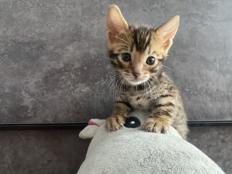 Котята бенгальской породы