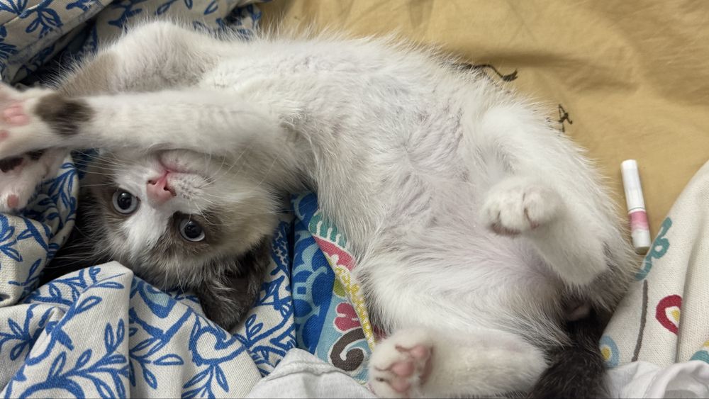 Сиамский котенок