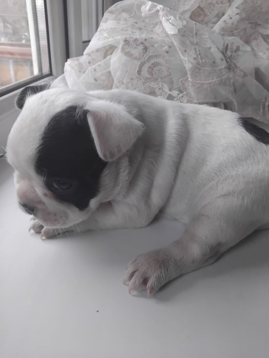 Французский бульдога