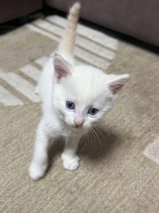 отдам котят 1 месяц им
