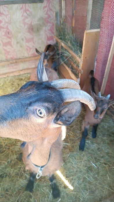 CĂPRIȚE DE VÎNZARE CU CITE 2 Ieduți și un tap