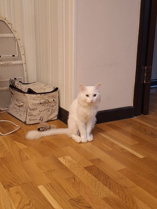 Ищем партнершу Для вязки!!!