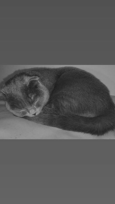 Mushukcha Sotiladi Qiz